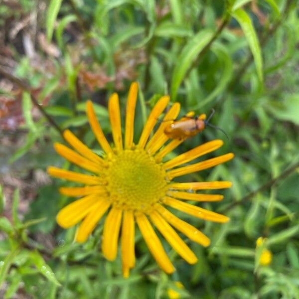 Buphthalmum salicifolium Blomst