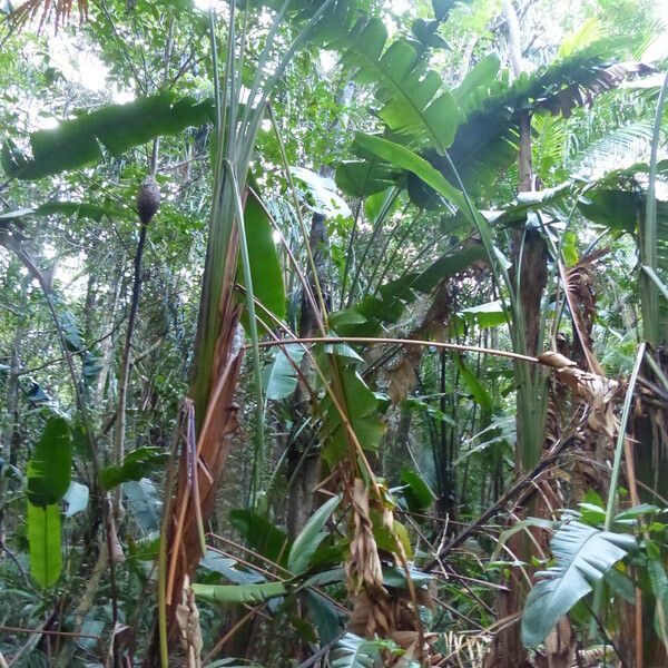 Phenakospermum guyannense Blad