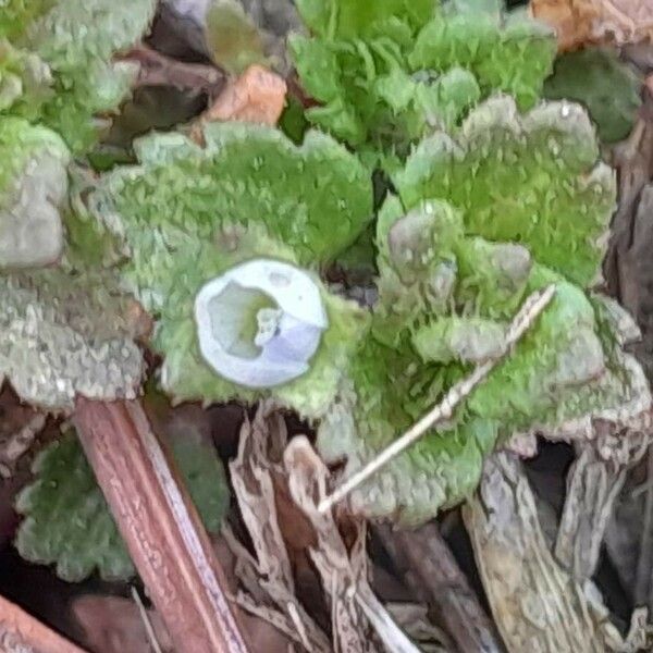 Veronica agrestis Fiore