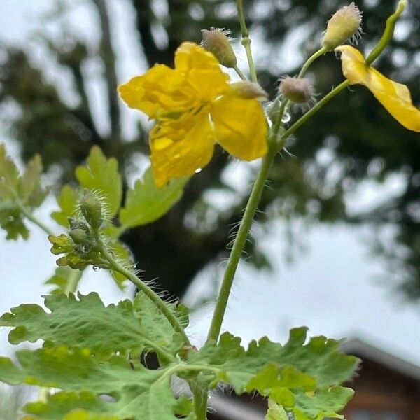 Chelidonium majus Цветок