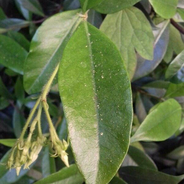 Trachelospermum jasminoides Leaf
