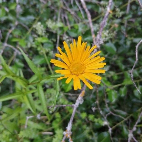 Buphthalmum salicifolium Λουλούδι