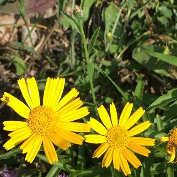 Buphthalmum salicifolium Blomst