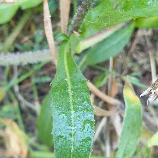 Cichorium endivia Leaf