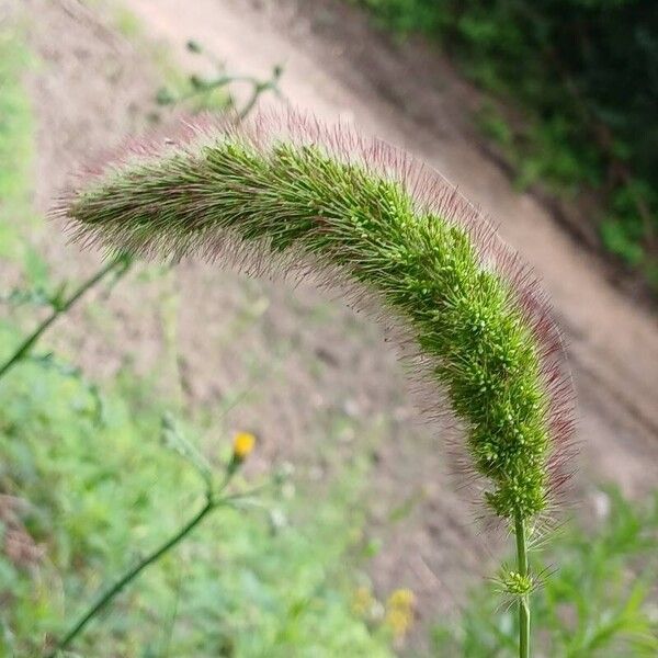 Setaria italica Blodyn