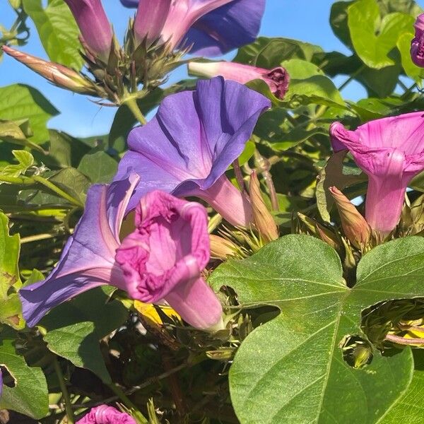 Ipomoea indica പുഷ്പം