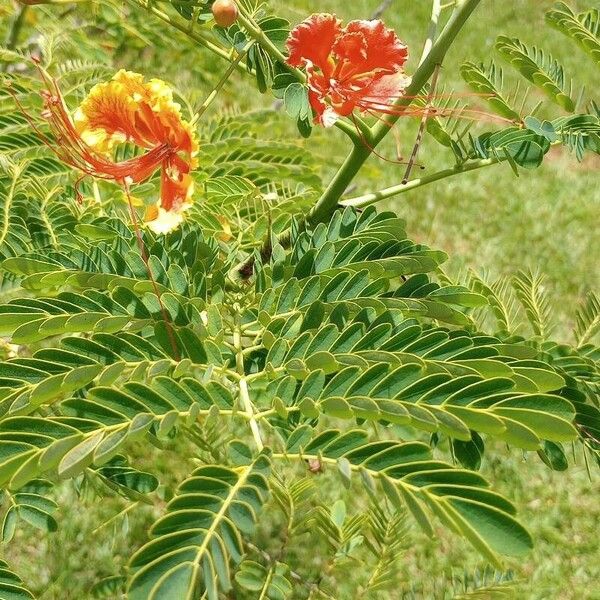 Caesalpinia pulcherrima 葉