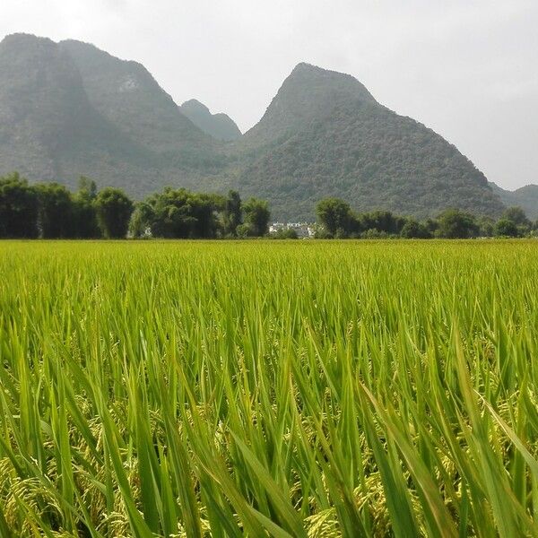 Oryza sativa Συνήθη χαρακτηριστικά