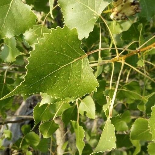 Populus deltoides Yaprak