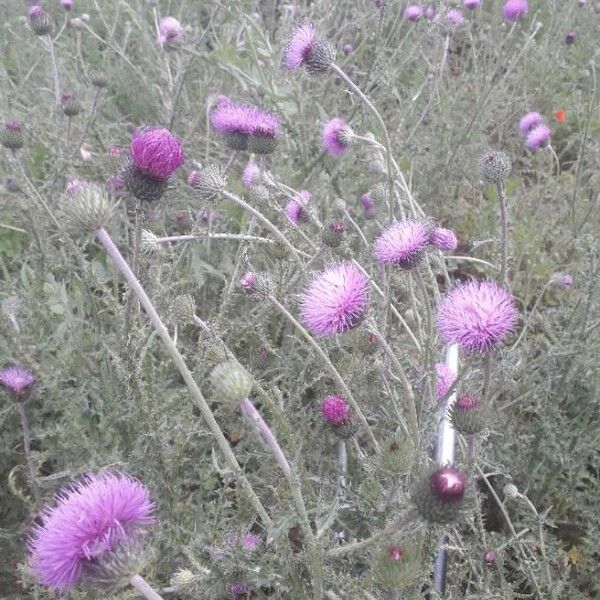 Carduus nigrescens Blomst