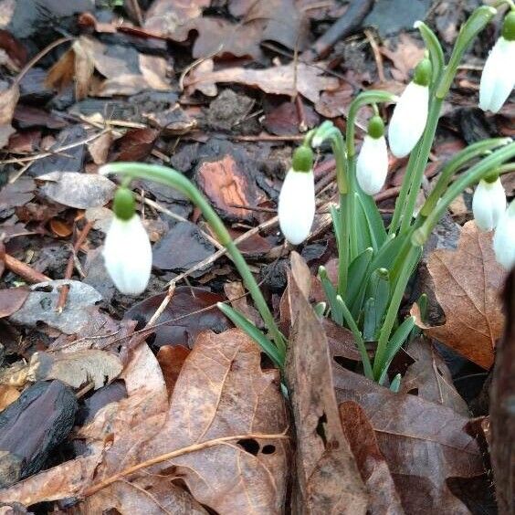 Galanthus plicatus Цвят