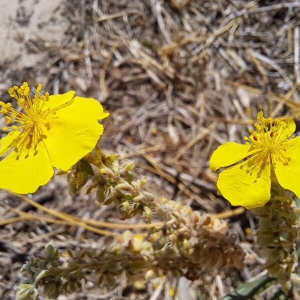 Helianthemum syriacum Õis