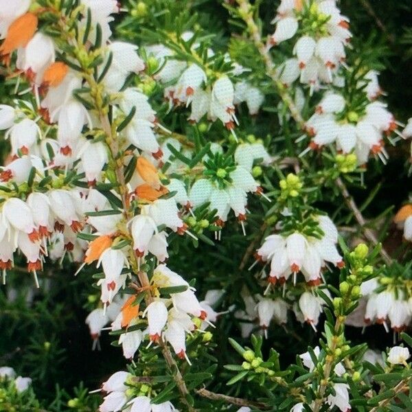 Erica erigena Flor