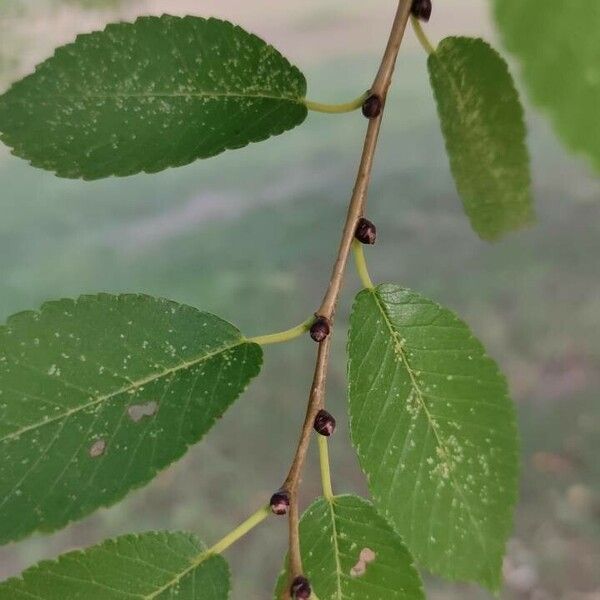 Ulmus americana ᱮᱴᱟᱜ