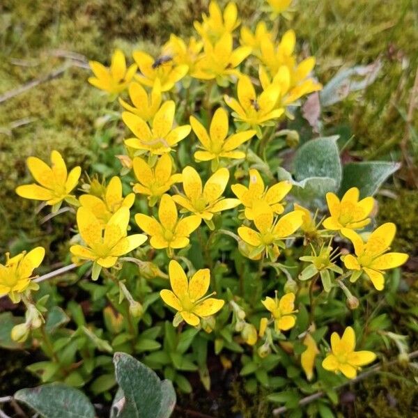 Saxifraga hirculus Flor