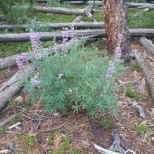 Lupinus argenteus Flors