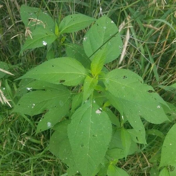 Ambrosia trifida पत्ता