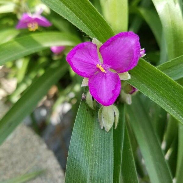 Tradescantia virginiana Flor