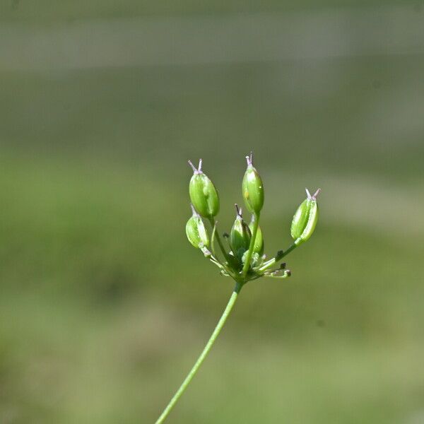 Conopodium majus Фрукт