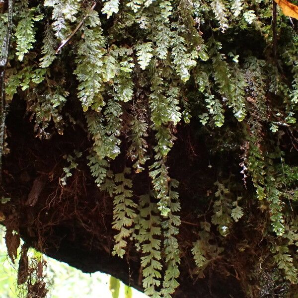 Hymenophyllum capillare Habitus