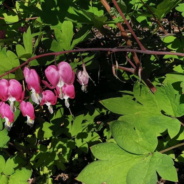 Lamprocapnos spectabilis Kukka