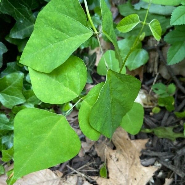 Amphicarpaea bracteata 叶