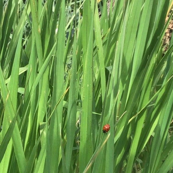 Phalaris canariensis Blatt