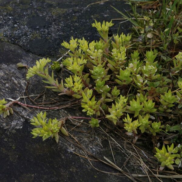 Sedum sarmentosum Flor