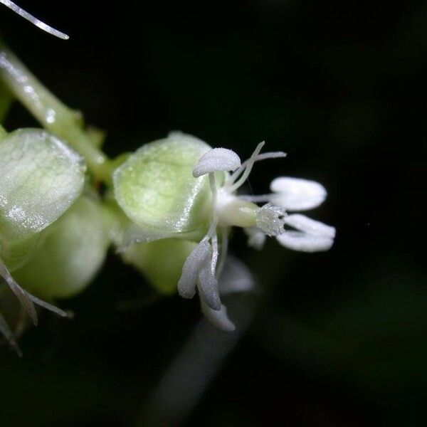 Trichostigma octandrum Kvet