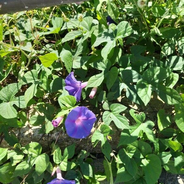 Ipomoea sagittata Blomst