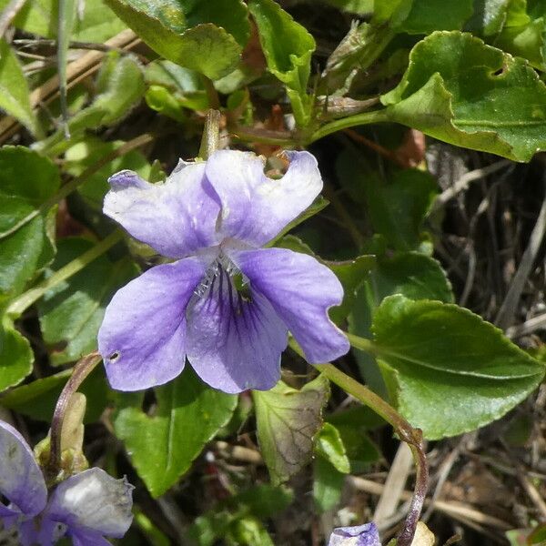 Viola rupestris Квітка