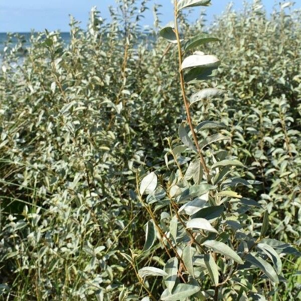 Elaeagnus commutata Feuille