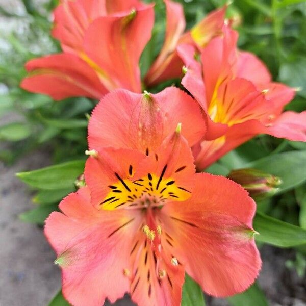 Alstroemeria ligtu Cvet