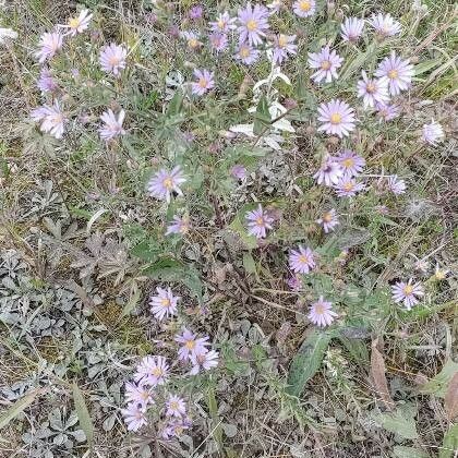 Dieteria canescens Flower