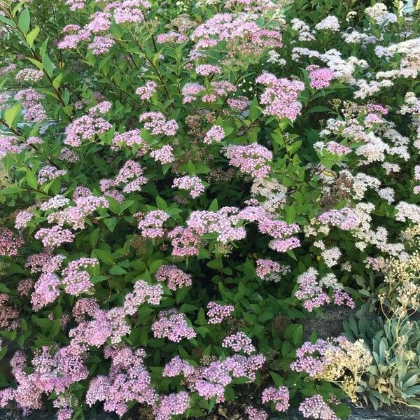 Spiraea japonica ফুল