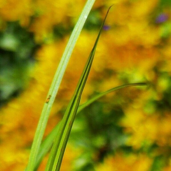 Carex pallescens Ліст