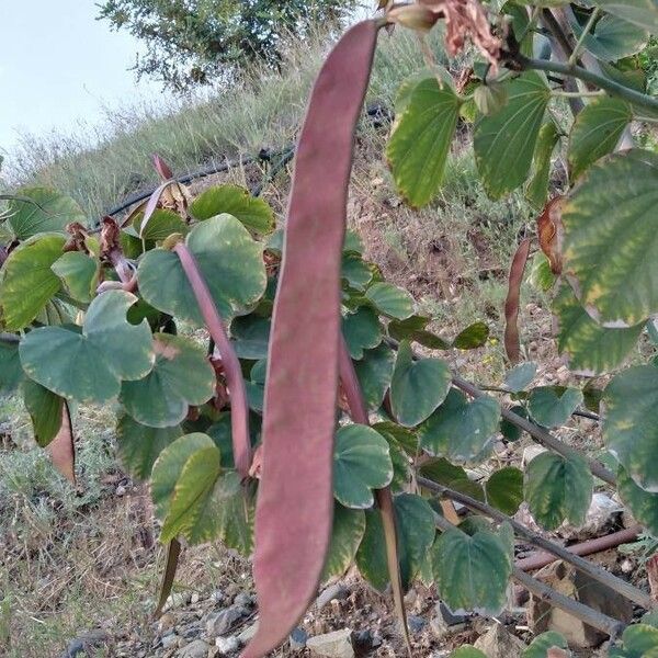 Bauhinia variegata Fruit