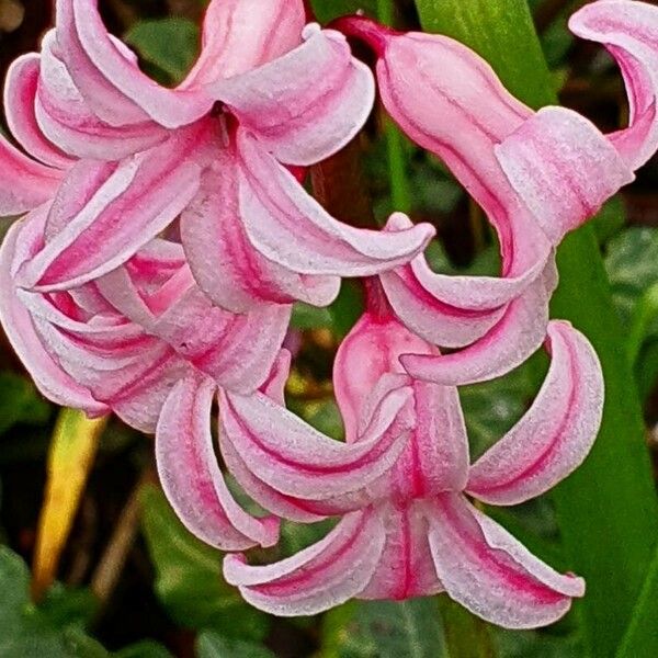 Hyacinthus orientalis Flower