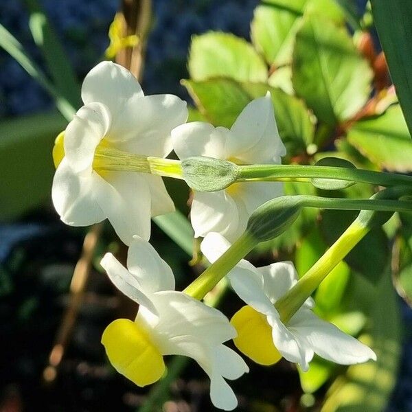 Narcissus tazetta പുഷ്പം