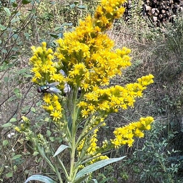 Solidago chilensis Flower