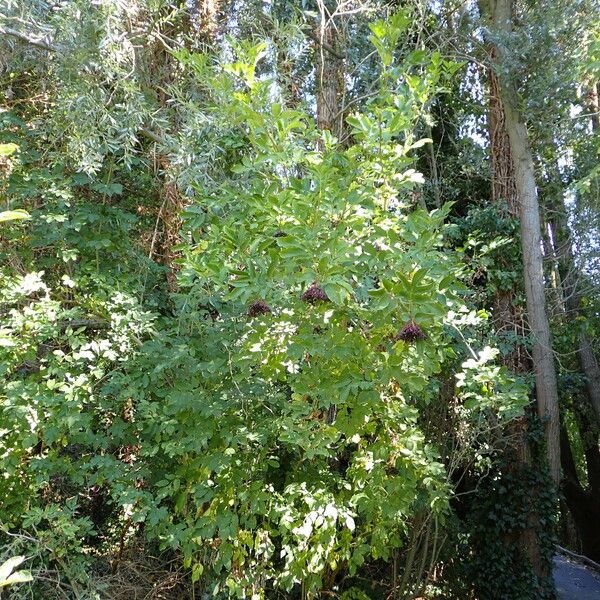 Sambucus nigra Habitus