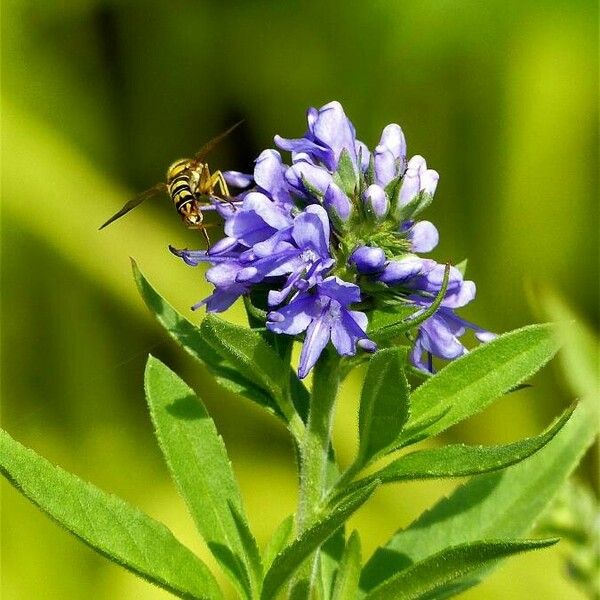 Veronica teucrium Blatt