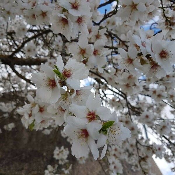 Prunus dulcis Flower