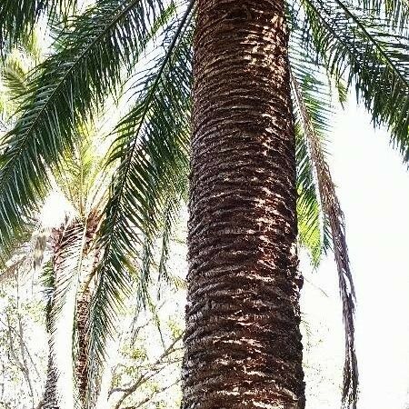 Phoenix canariensis Rinde