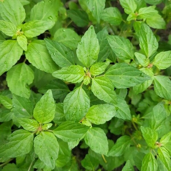 Acalypha australis Ліст