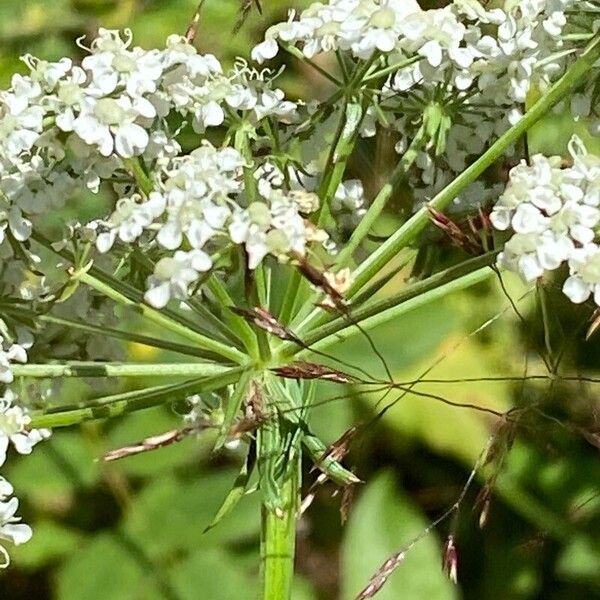 Seseli libanotis Flower