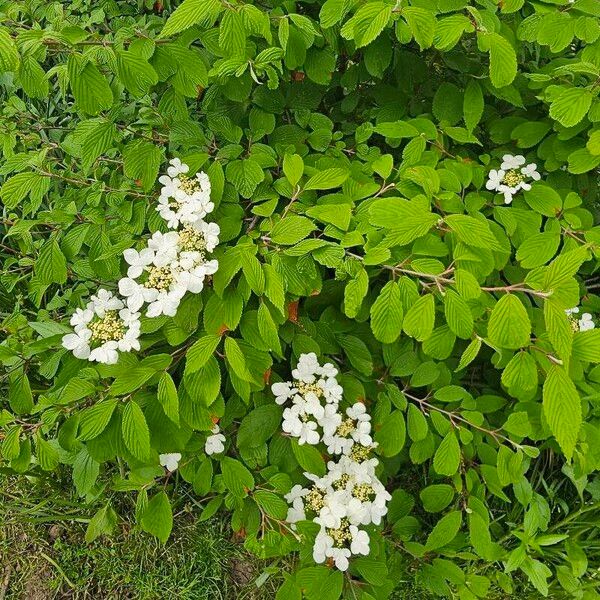 Viburnum lantanoides Květ