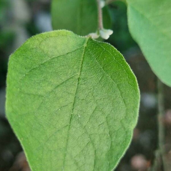 Styrax officinalis ᱥᱟᱠᱟᱢ