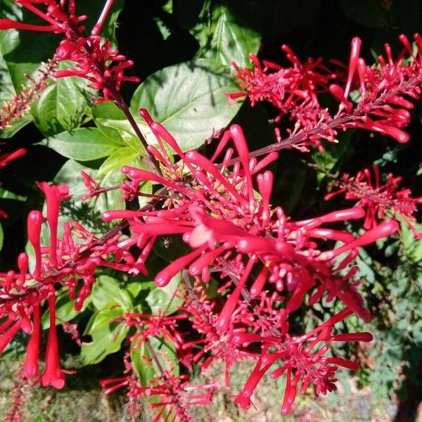 Odontonema cuspidatum Blomma