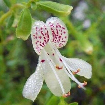 Dicerandra frutescens Blüte